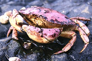 Jonah crab