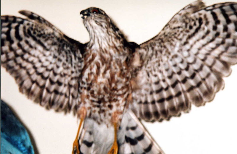 File:Accipiter striatus Cleveland National Forest.jpg