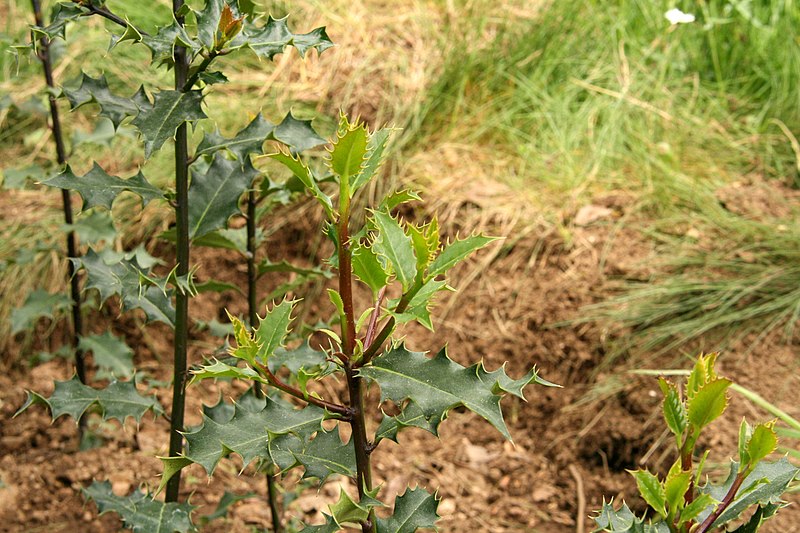 File:Acebo en la senda de los Ecosistemas (2 de mayo de 2015, parque natural Sierra Norte de Guadarrama) 04.jpg