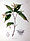 Acer carpinifolium SZ142.jpg