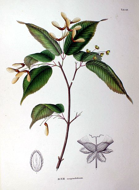Acer_carpinifolium