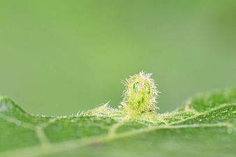 Aceria macrochela on Acer campestre