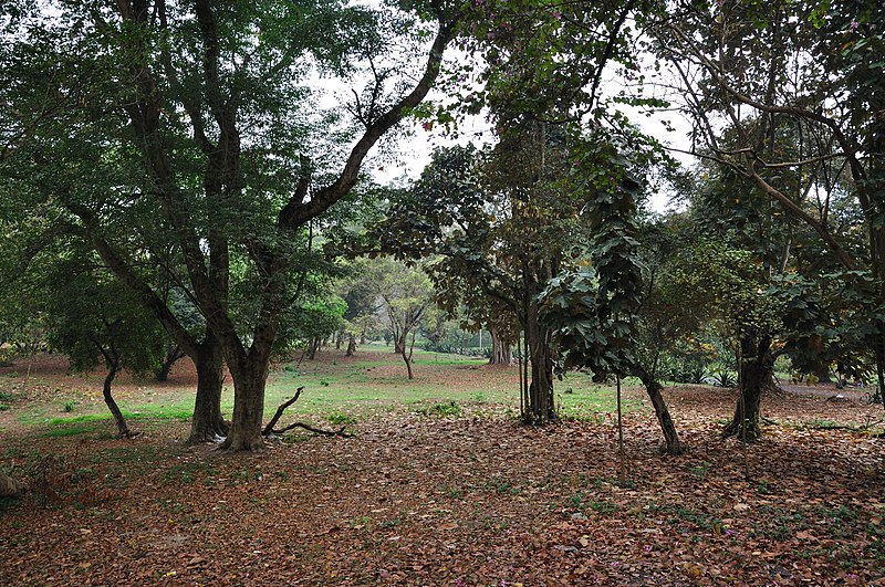 File:Acharya Jagadish Chandra Bose Indian Botanic Garden - Howrah 2011-02-20 1542.JPG