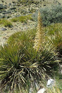 Aciphylla aurea