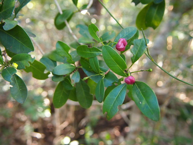 File:Acronychia laevis foliage and fruit.jpg