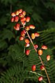 Actaea rubra