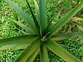 File:Aloe sp. Ribaue 2 (5960832739).jpg - Wikimedia Commons