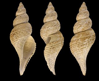 <i>Aforia crebristriata</i> Species of gastropod