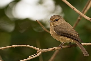 <span class="mw-page-title-main">African dusky flycatcher</span> Species of bird