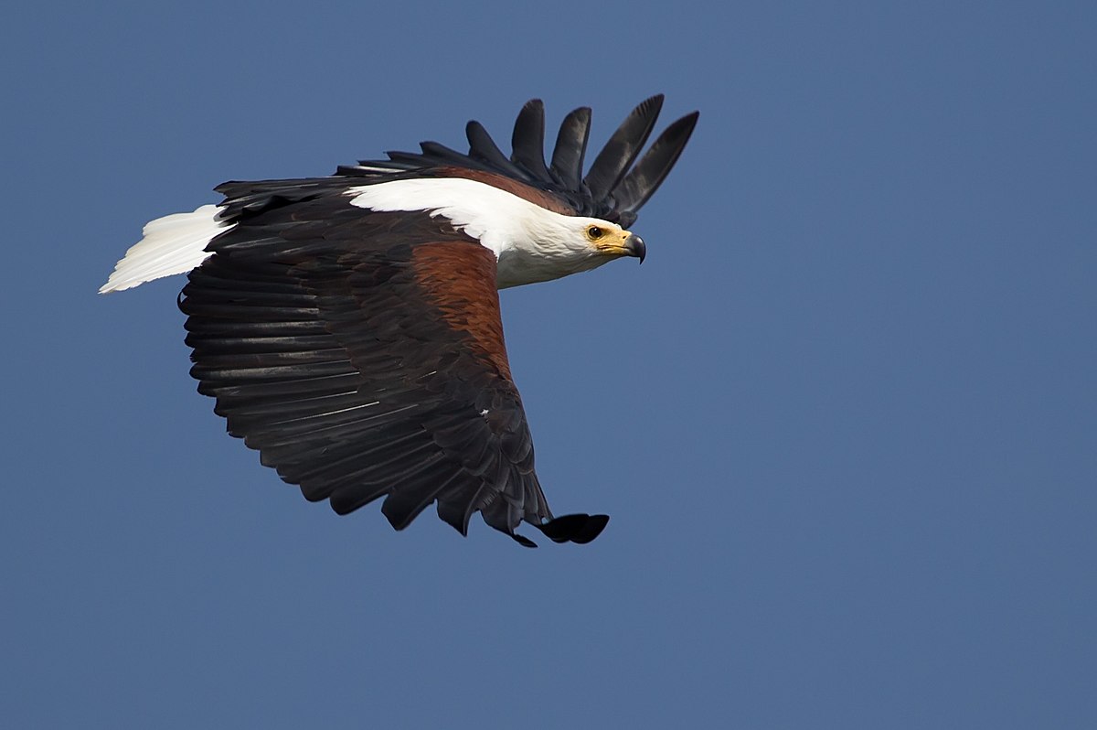 File:African Fish Eagle.jpg - Wikipedia