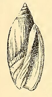 Thumbnail for Agaronia ancillarioides