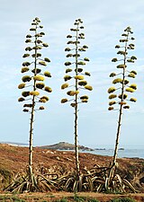 Agave americana