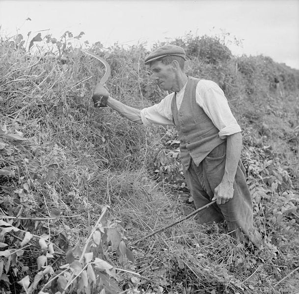 File:Agriculture in Britain- Life on Mount Barton Farm, Devon, England, 1942 D9908.jpg