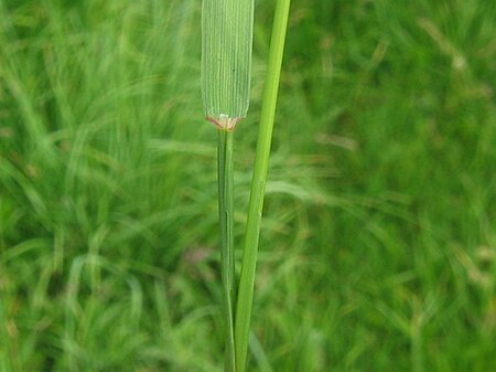 Tập_tin:Agrostis_stolonifera_blatt.jpeg