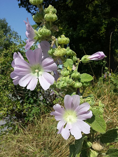 File:Alcea biennis sl47.jpg