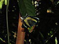 Fotografia de A. metaurus em seu habitat.