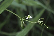 Alisma subcordatum flower.jpg 