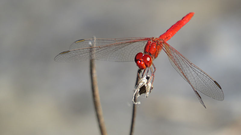 File:All-red dragonfly (15874489417).jpg