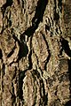 Bark (old tree)