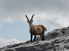 Альпийский горный козел спереди, стоящий на скале.