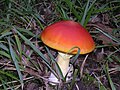 foto de Amanita cesarea