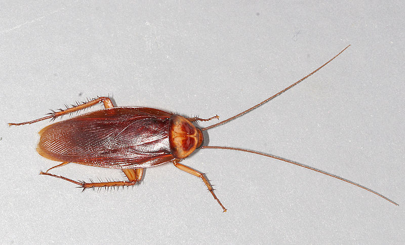 American cockroach - Wikipedia