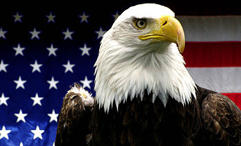 English: American Bald Eagle taken at the Hoog...