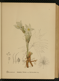 Anemone patens