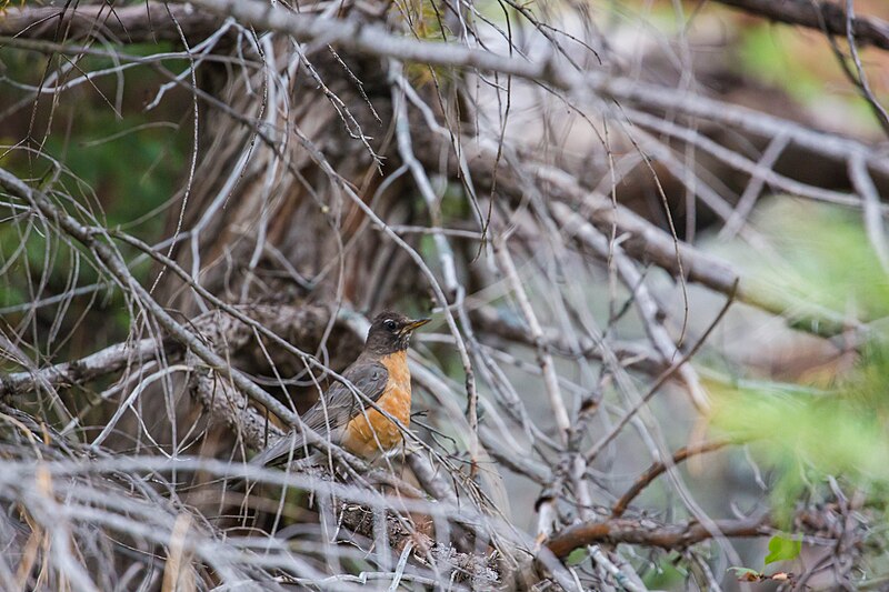 File:American robin (50328614891).jpg