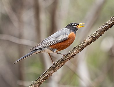 American robin squeaking (30126)
