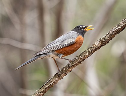 American robin making an alarm call