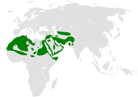 Ammomanes deserti distribution map.png