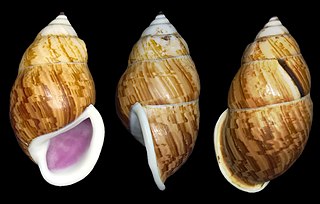 <i>Amphidromus cambojiensis</i> Species of snail in the family Camaenidae