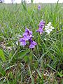 Anacamptis morio var. alba Germany - Langenalb