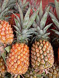 Vignette pour Ananas Victoria