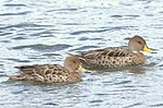 Anas georgica -Puerto Natales, Patagonia, Chile-8.jpg