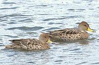 Yellow-billed pintail, Anas georgica