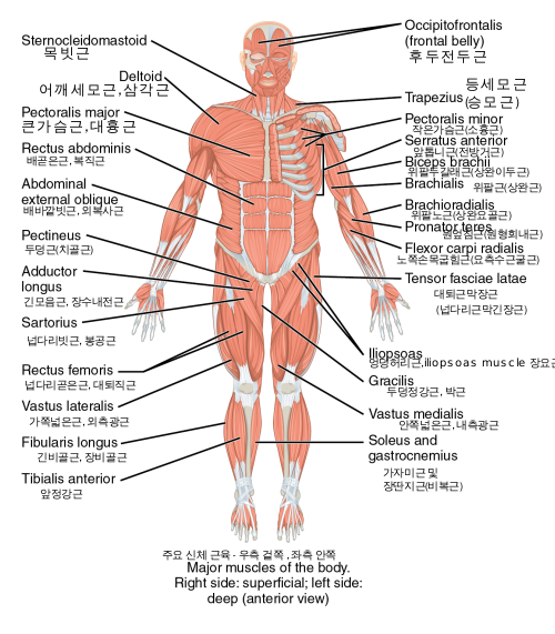 Anatomical terminology muscles enko.svg