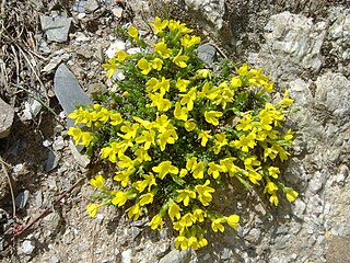 <i>Androsace vitaliana</i> Species of flowering plant