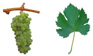 Antão Vaz Variety of grape