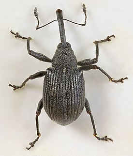 Vattukärsäkäs (Anthonomus rubi)