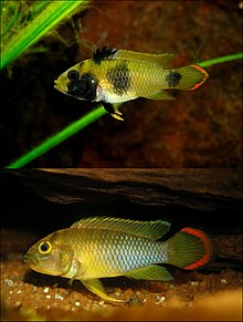 Apistogramma nijsseni, female and male Apistogramma nijsseni mf mirror.jpg