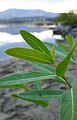 Apocynum cannabinum next to Columbia River in East Wenatchee, Douglas County Washington