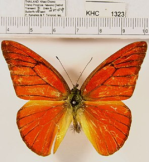 <i>Appias nero</i> Species of butterfly