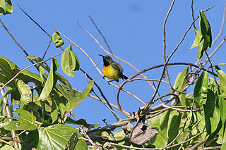 <span class="mw-page-title-main">Apricot-breasted sunbird</span> Species of bird