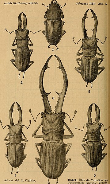 File:Archiv für Naturgeschichte (1923) (20143099578).jpg