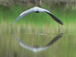 Ridgefield National Wildlife Refuge