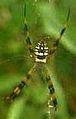 Argiope picta