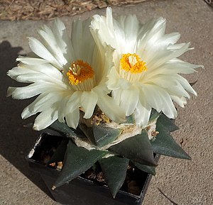 Ariocarpus retusus subsp.  trigonus in flower