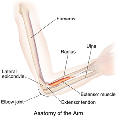 Gross anatomy of the upper arm and elbow.
